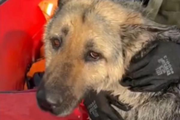 В Самарской области в подтопленном селе из воды спасли собаку - Фото 1