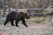 На Камчатке разыскивают браконьеров, охотившихся на медведей с вертолета