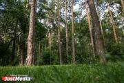 В Свердловской области ввели запрет на посещение лесов