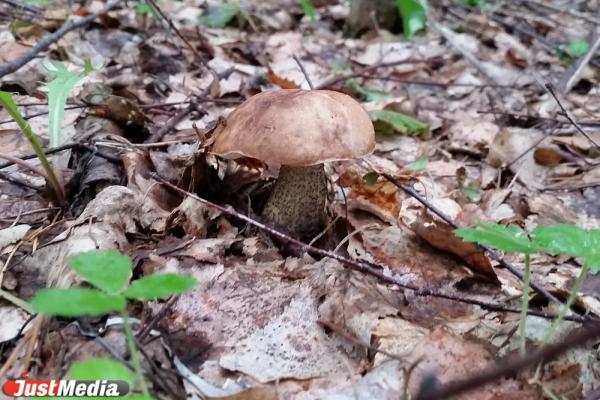 В уральских лесах появились красноголовики, подберезовики и маслята  - Фото 1