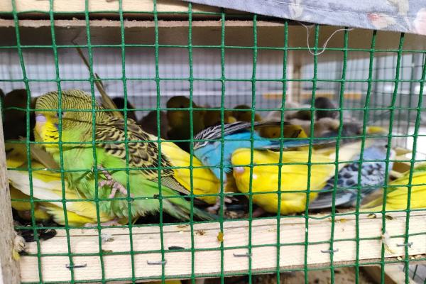 В Екатеринбург из Киргизии прилетели 720 попугаев - Фото 1