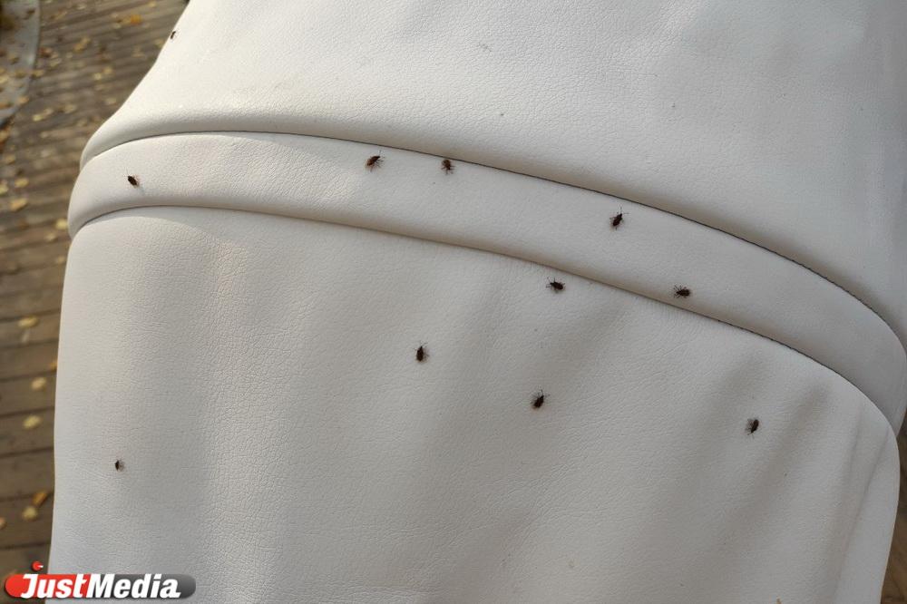 Екатеринбуржцы пожаловались на нашествие клопов на детских площадках ЦПКиО - Фото 1