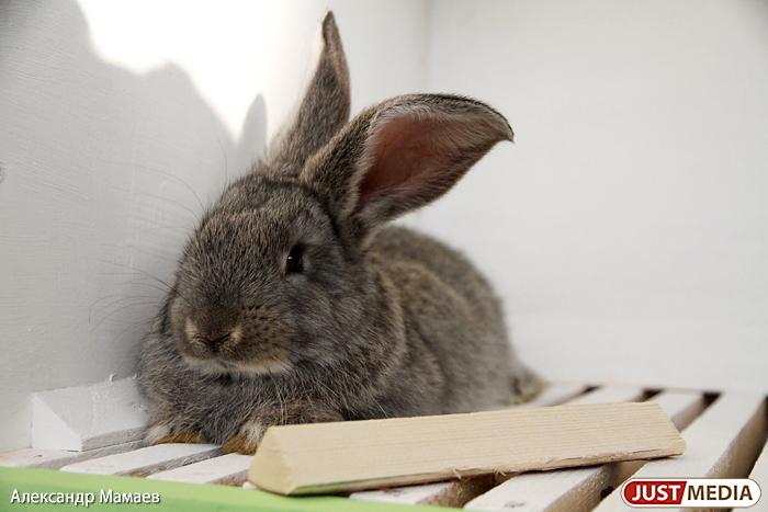 Зоозащитник из Екатеринбурга предложил убрать животных из цирка и контактных зоопарков   - Фото 1