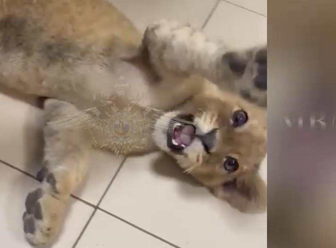 В Ростовской области двухмесячный львёнок зашёл в магазин - Фото 1