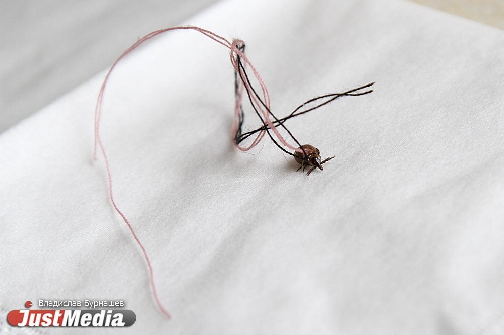 В Свердловской области за сезон от укуса клеща скончались двое взрослых и семилетний ребенок  - Фото 1
