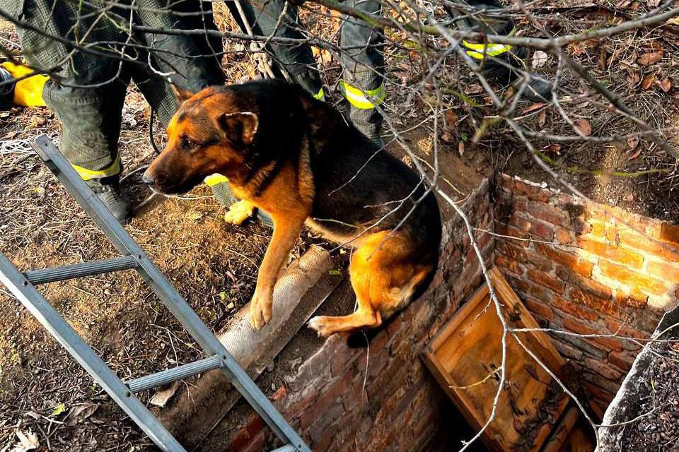 В Запорожской области спасатели достали овчарку из трехметрового колодца - Фото 1