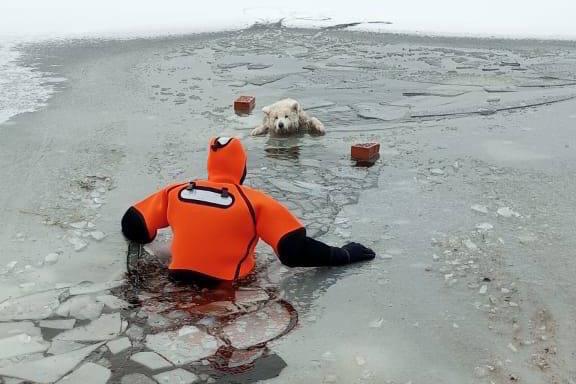 В Ненецком АО спасатели достали собаку из озера, которая провалилась под лед - Фото 1