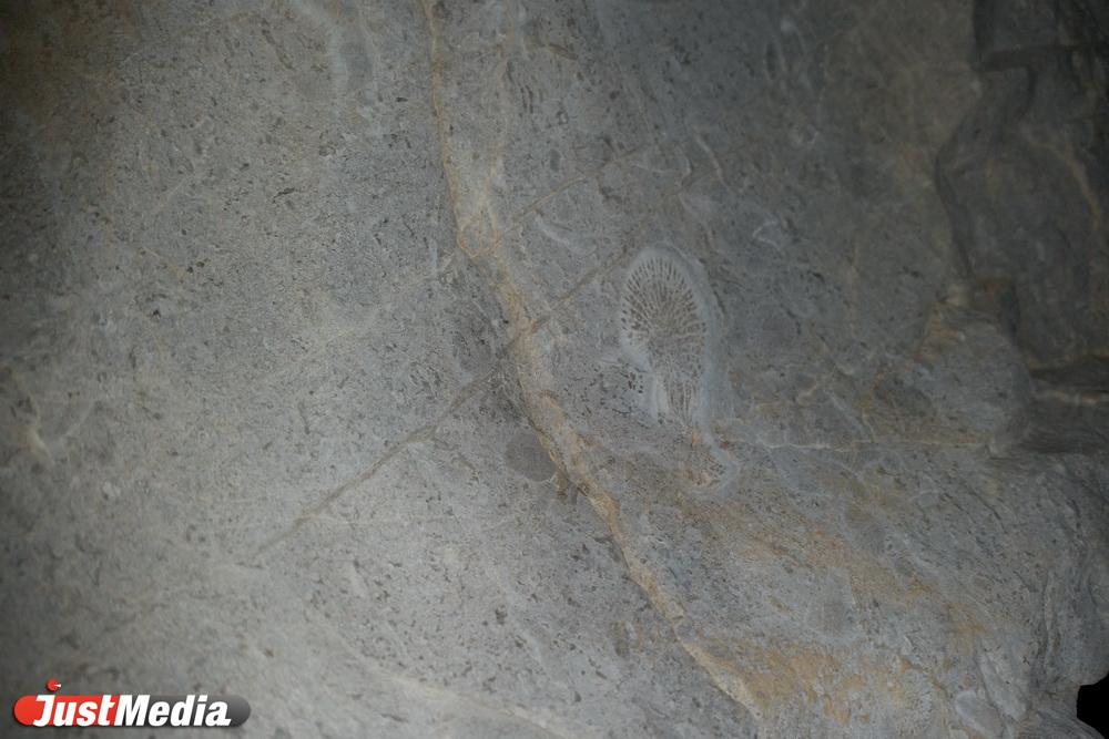 На продажу в Екатеринбурге выставили головоногого моллюска, которому около 500 миллионов лет - Фото 1