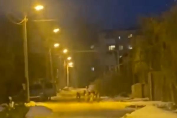 В Нижнем Тагиле стая бездомных собак напала на женщину с ребенком