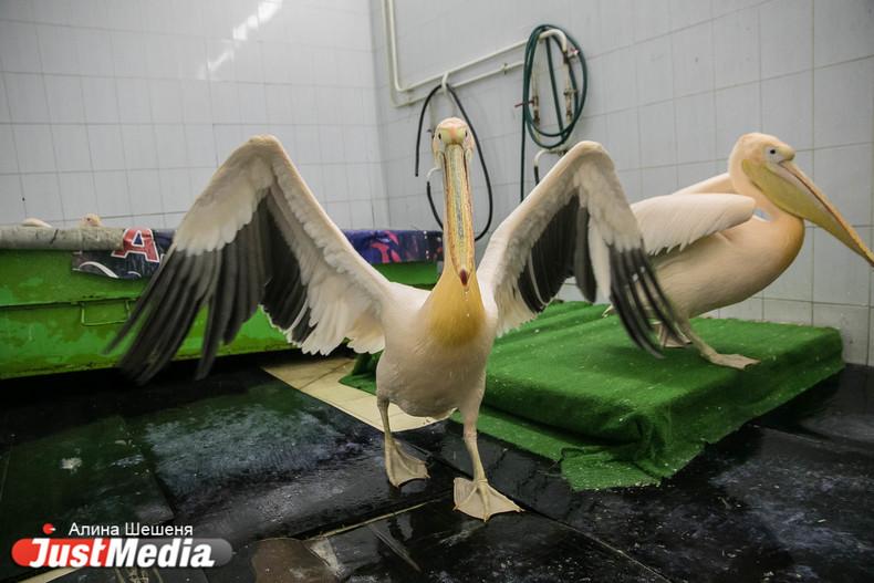 В Екатеринбурге спасли вмерзшего в лед пеликана - Фото 1