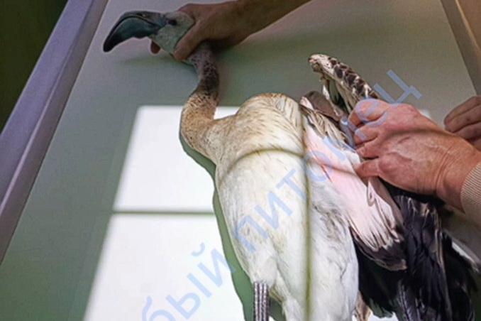 Росприроднадзор требует возбудить уголовное дело после стрельбы по фламинго на Урале - Фото 1