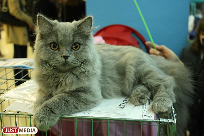 Депутат ЗакСО призвал чипировать всех домашних животных - Фото 1