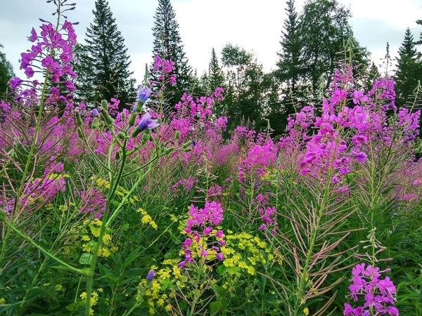 Лечебные свойства иван-чая - Фото 1