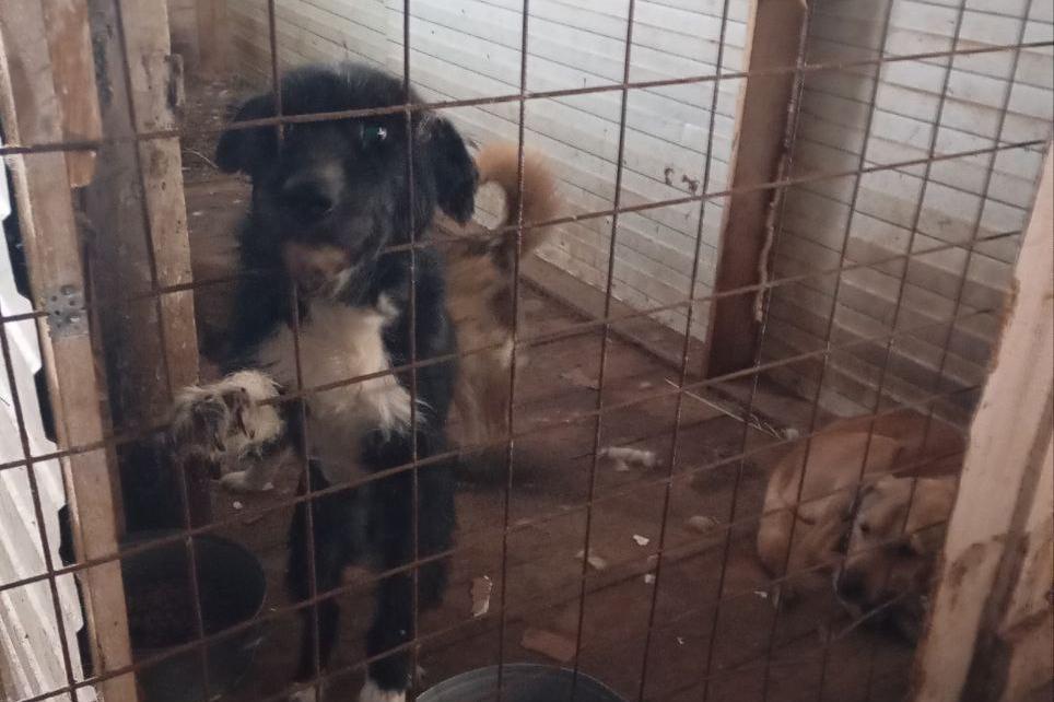 Россельхознадзор выявил антисанитарию и другие нарушения в приюте для собак в Камышлове - Фото 1