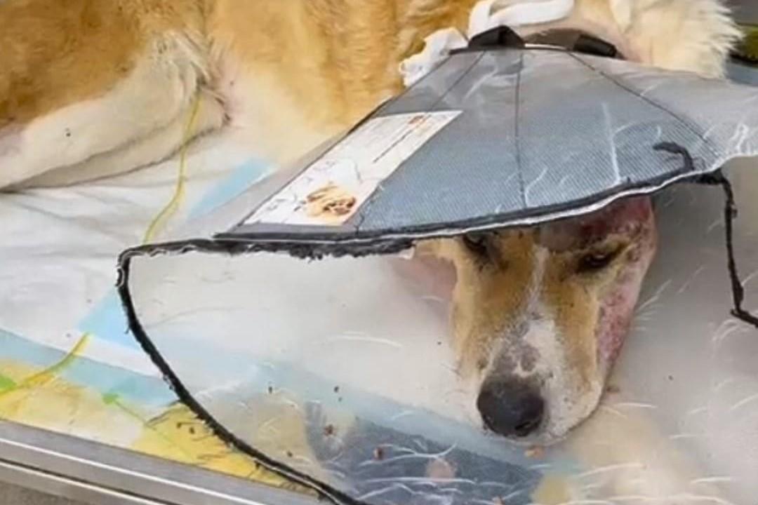 Екатеринбургские зоозащитники собирают средства на лечение собаки, попавшей под поезд. 18+ - Фото 1