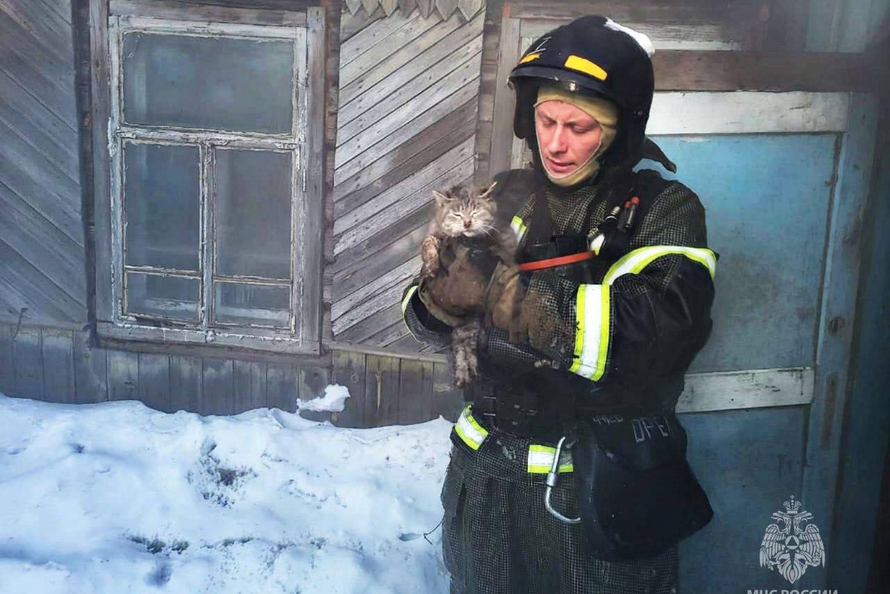 В Амурской области сотрудники МЧС спасли кошку из горящего дома - Фото 1