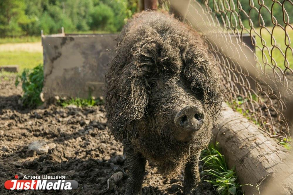 В Испании ворвавшиеся в торговый центр дикие кабаны устроили хаос - Фото 1