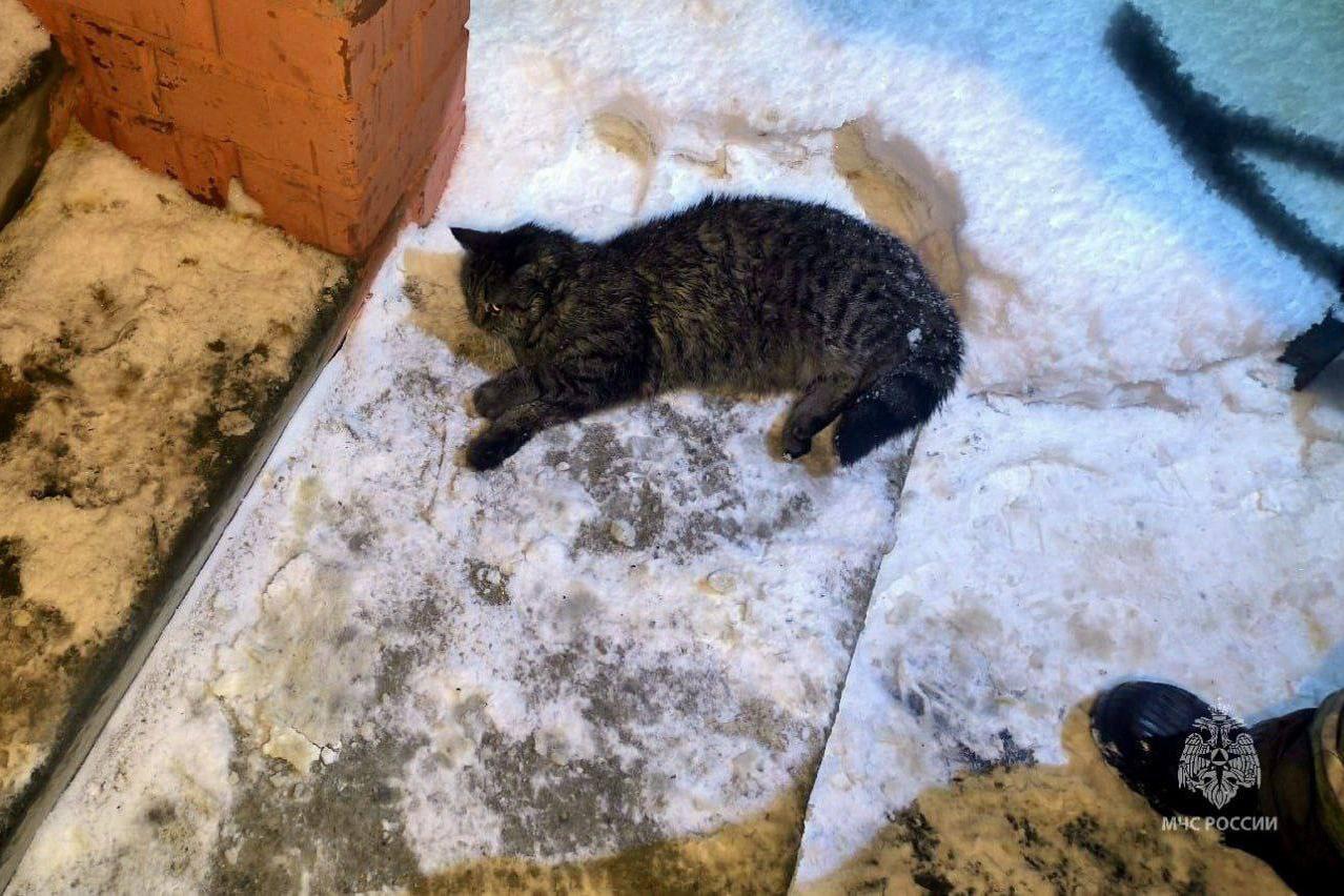 В Копейске огнеборцы спасли из горящей квартиры женщину и реанимировали кошку - Фото 1