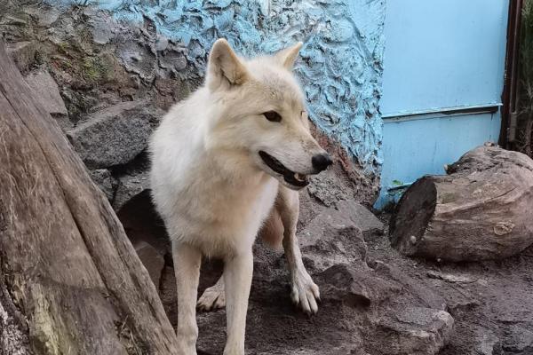 Пять обитателей Екатеринбургского зоопарка поборются за звание «Зоо-мистер 2025»  - Фото 1