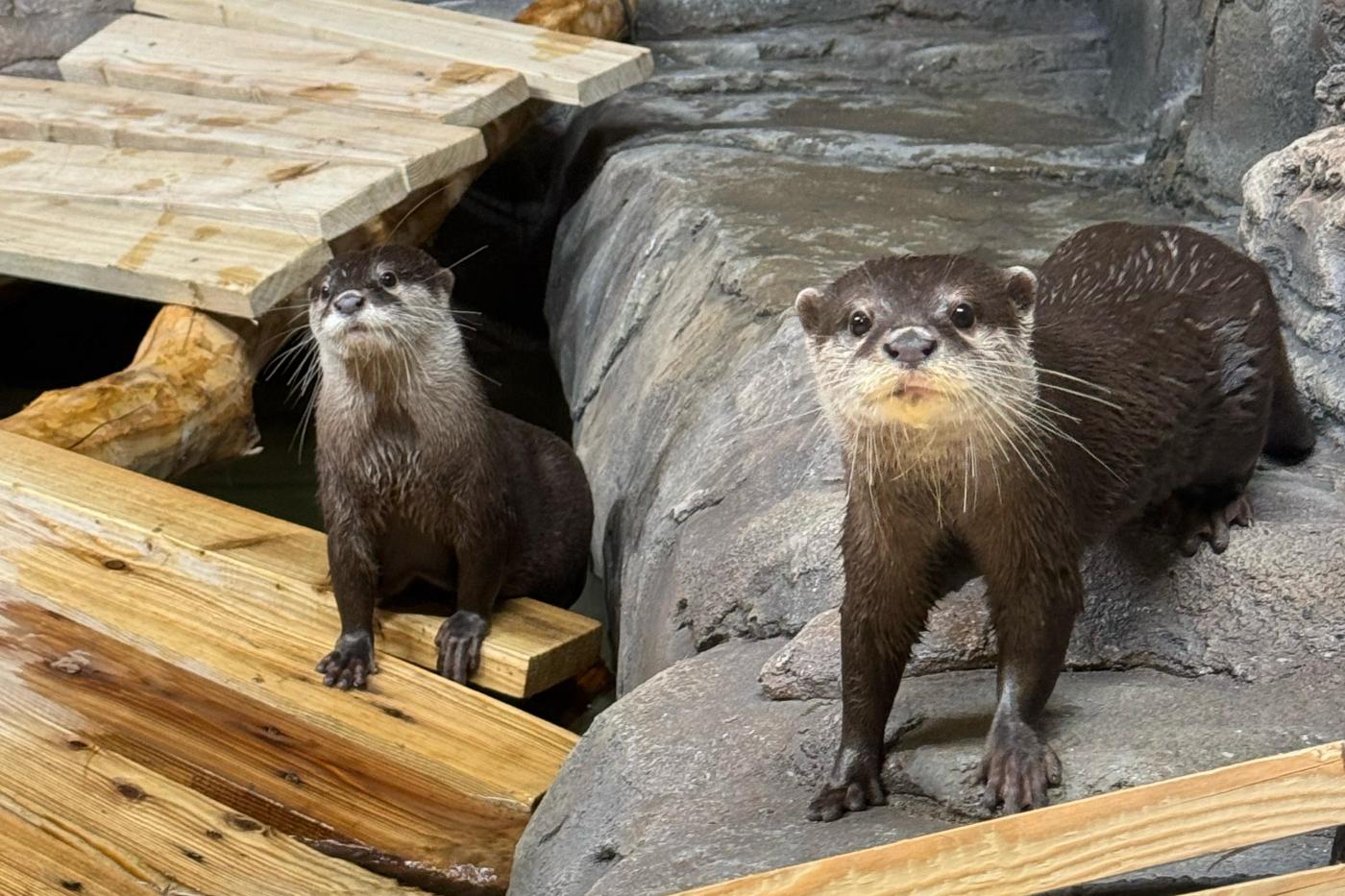 В зоопарке Екатеринбурга появились две азиатские бескоготные выдры - Фото 1