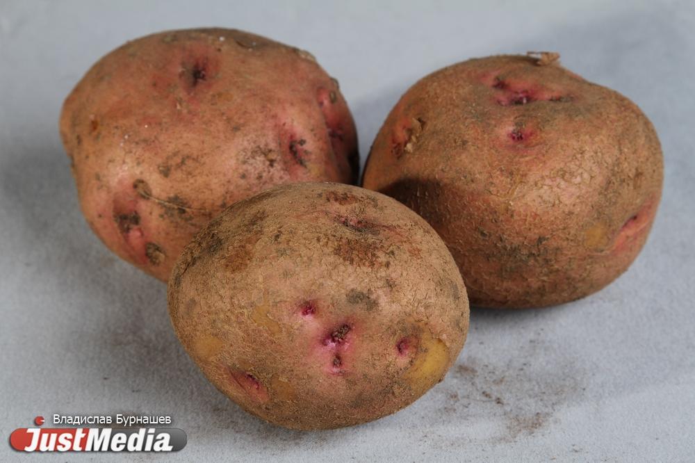 Картофель продолжает дорожать в Свердловской области - Фото 1