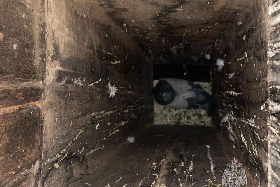 На Камчатке спасатели распилили вентиляционную трубу, чтобы достать застрявшего голубя - Фото 1