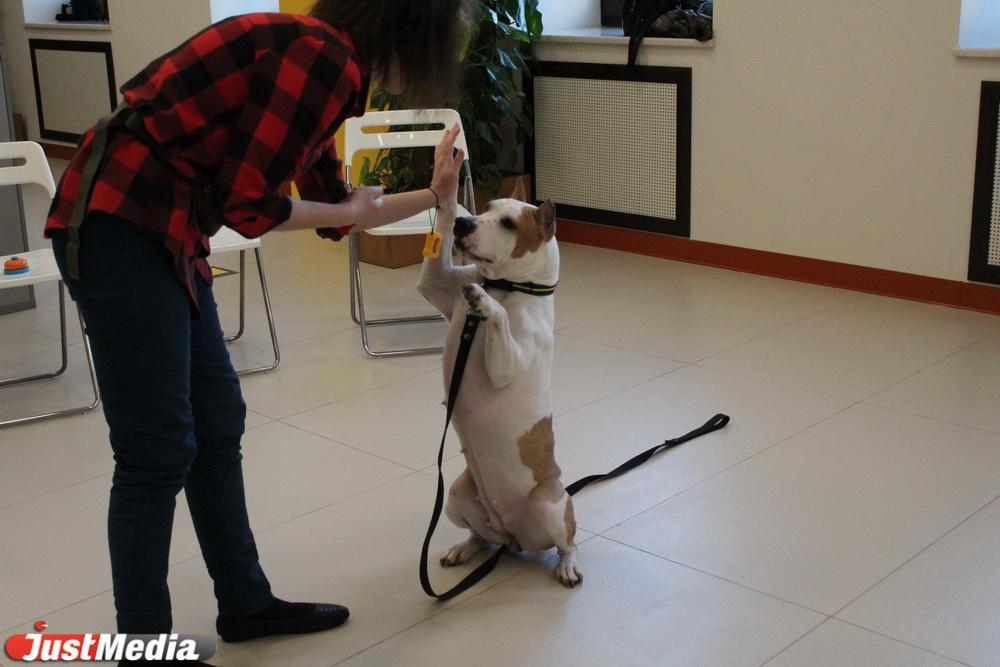 В Свердловской области начали проводить занятия с собаками-терапевтами для лечения юных пациентов - Фото 1