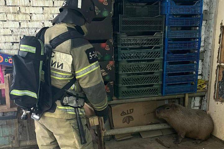 В зоопарке Ростова горела кровля в вольере с капибарами - Фото 1