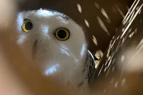 Пять красавиц поборются за звание ЗооМисс 2025 - Фото 1