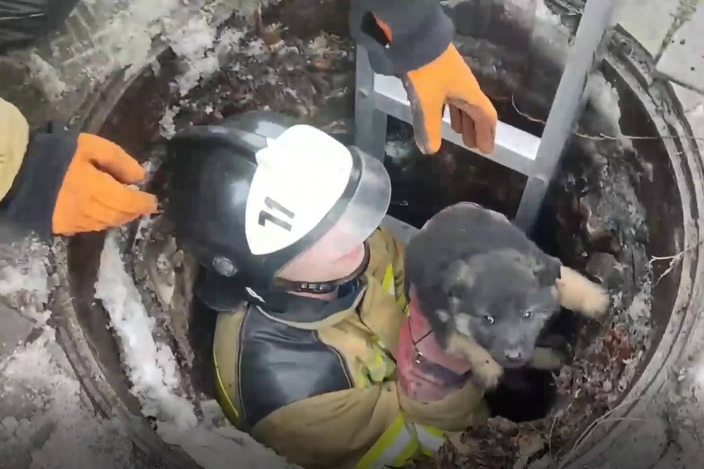 В ДНР спасатели достали щенка из подземелья  - Фото 1