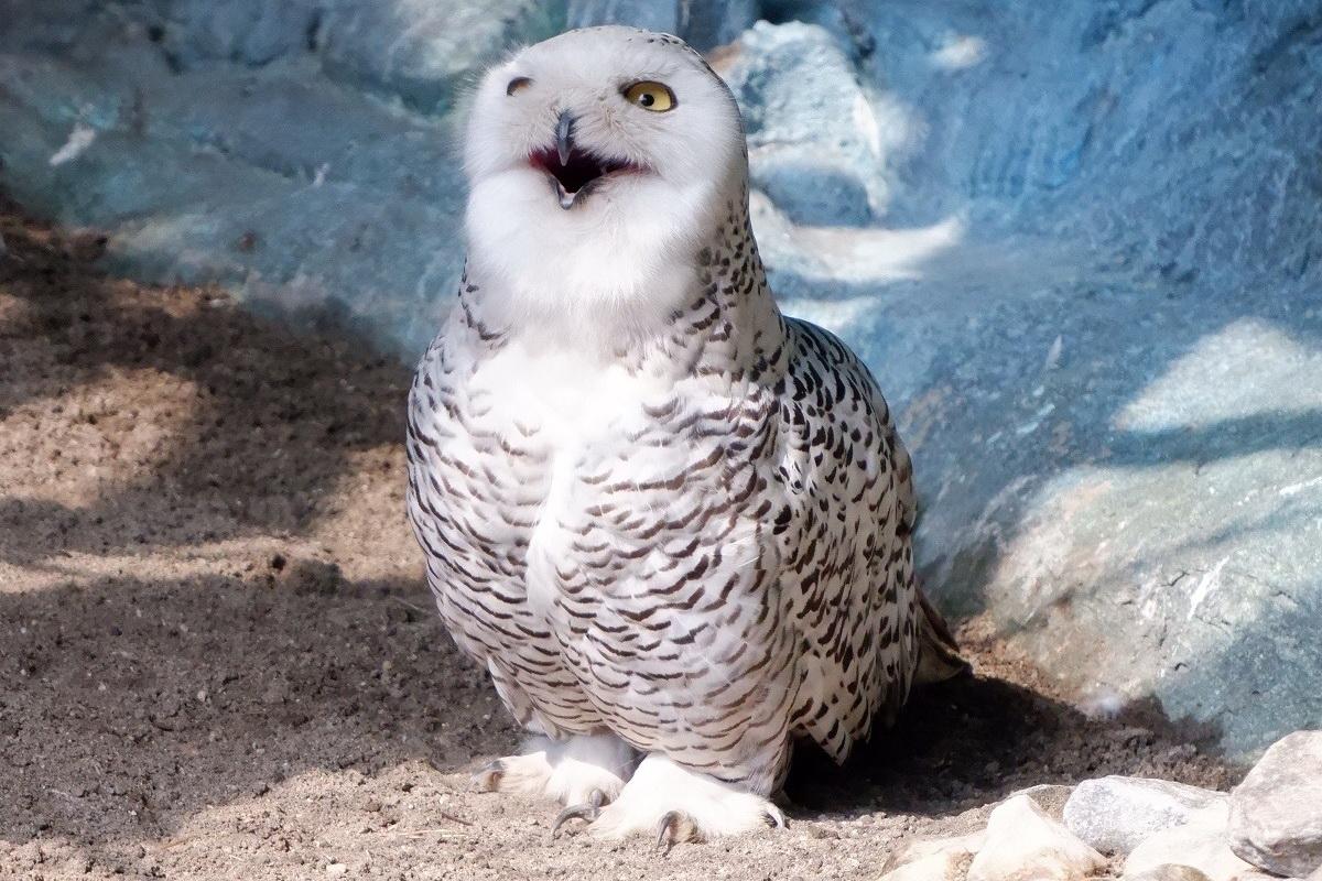 Полярная сова Букля стала ЗООМИСС-2025 в Екатеринбурге - Фото 1