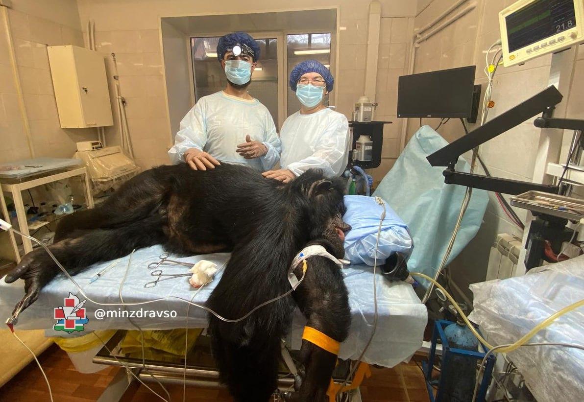 Уральские онкологи прооперировали обезьяну - Фото 1