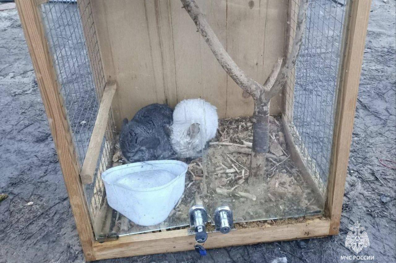 В Брянской области спасатели вынеси из горящего дома двух шиншилл, енота и собаку - Фото 1