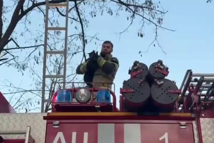 В Грозном спасатели сняли с высокого дерева черного кота - Фото 1