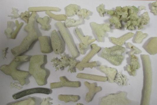 В Кольцово в багаже пассажирки из Дубая таможенники нашли 124 коралла - Фото 1