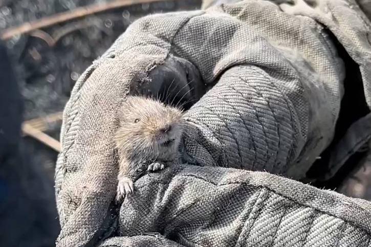 В Краснодаре при тушении лесного пожара спасли полевого мышонка - Фото 1