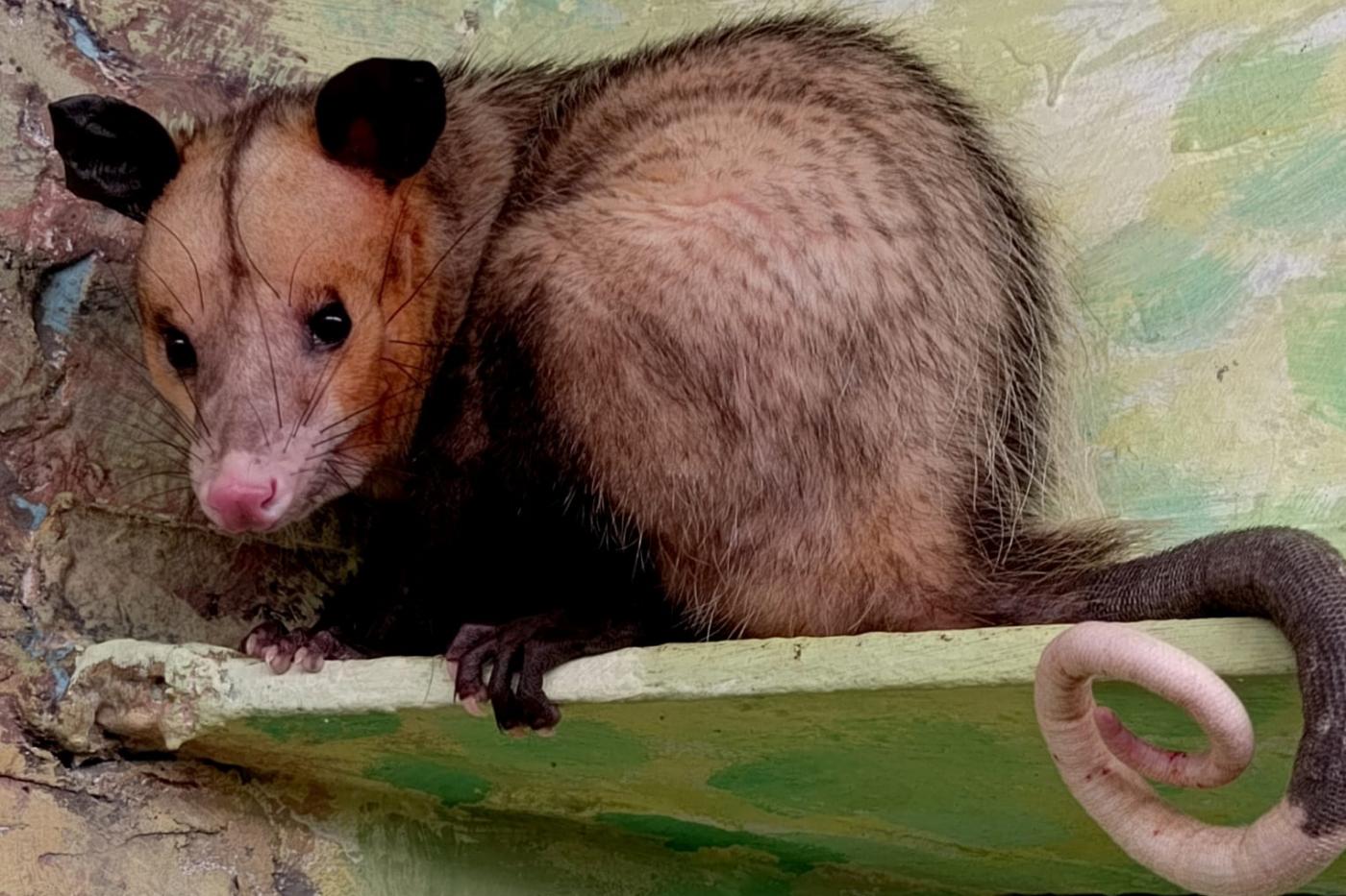 В зоопарке Екатеринбурга появились южные опоссумы Оззи и Хизер - Фото 1