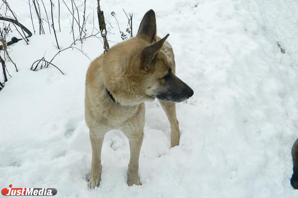 Власти Сухого Лога выплатят мальчику, на которого напала собака, 100 тысяч рублей