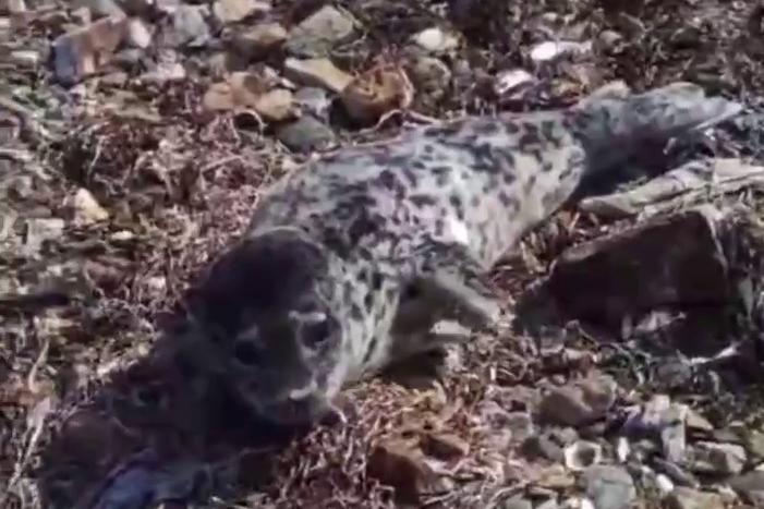 В Приморье спасли детеныша ларги, которого выбросило на берег - Фото 1