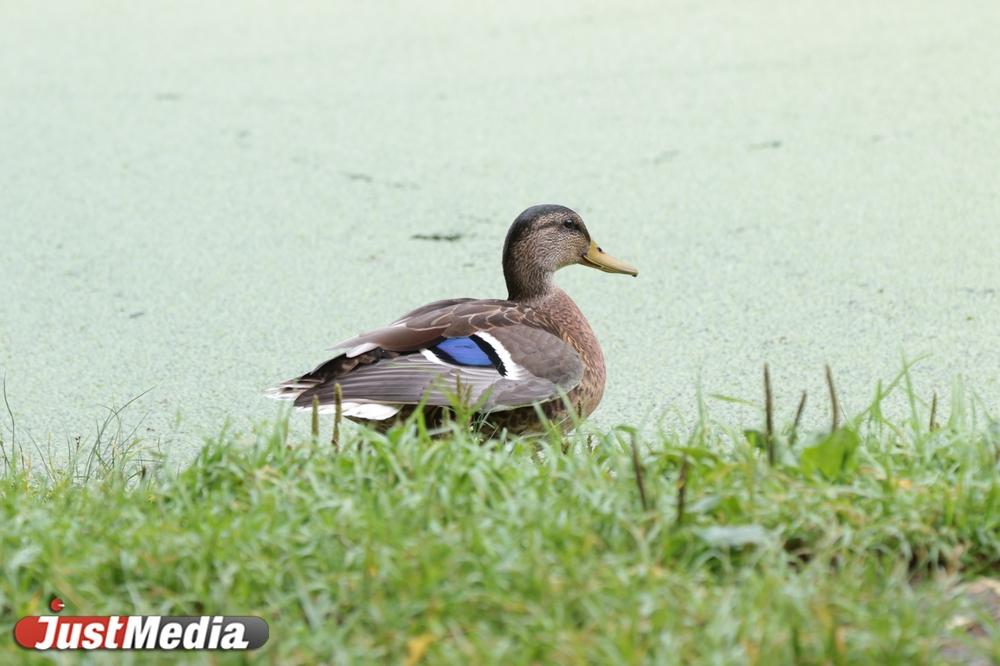 Жительница Екатеринбурга переехала утку на электросамокате и скрылась с места ДТП - Фото 1