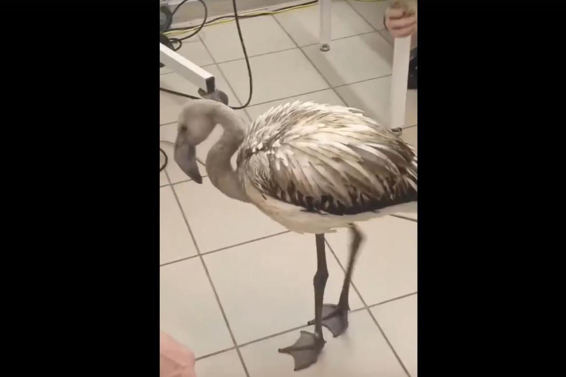 У фламинго, подстреленного на Урале прошлой осенью, извлекли дробину - Фото 1