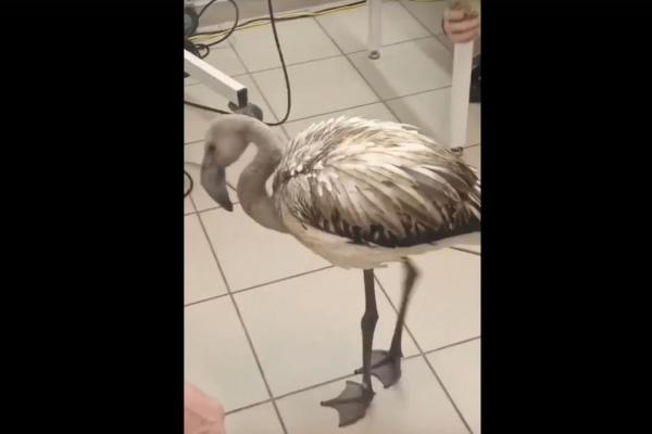 У фламинго, подстреленного на Урале прошлой осенью, извлекли дробину - Фото 1