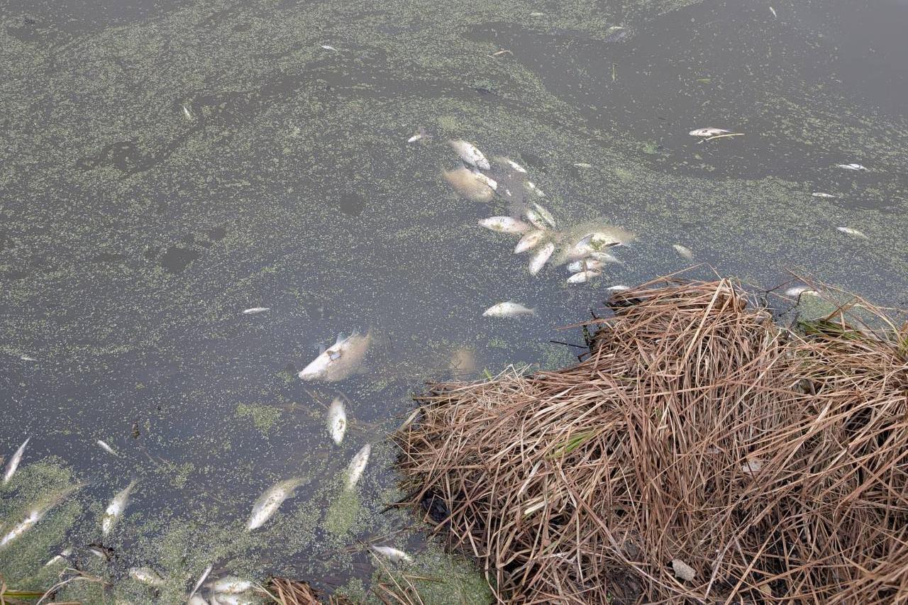 Прокуратура начала проверку в связи с мором рыбы в водоеме под Нижним Тагилом  - Фото 1