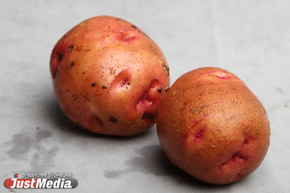 В свердловских магазинах продолжает дорожать картофель - Фото 1