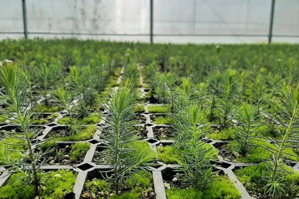 В Екатеринбурге в этом году высадят более 20 тысяч хвойных растений - Фото 1