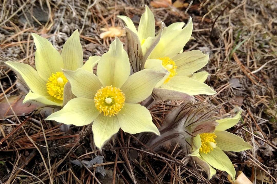 В Свердловской области придумали новый способ защищать прострелы, которые жители принимают за подснежники - Фото 1