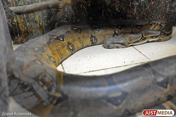 В Индонезии питон проглотил собиравшую овощи в саду женщину - Фото 1