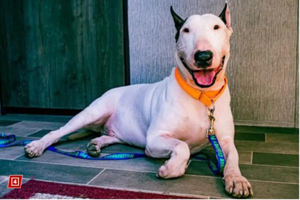 В США владельцу пса, которого он привязал к забору в «Милтон», грозит до 5 лет тюрьмы - Фото 1