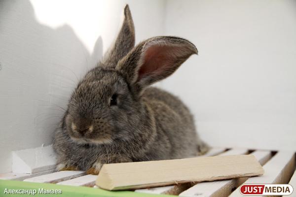 Зоозащитник из Екатеринбурга предложил убрать животных из цирка и контактных зоопарков - Фото 1