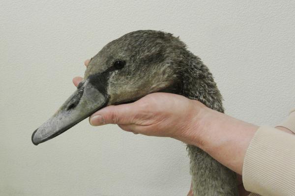 Молодой лебедь из Свердловской области не смог улететь на зимовку из-за болезни - Фото 1